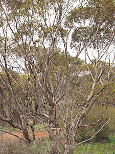 Eucalyptus calycogona ssp. trachybasis p Denzel Murfet Apamurra